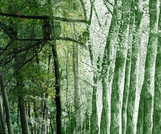  Papier peint panoramique Forêt | D220D - Papiers peints et papiers peints vinyles